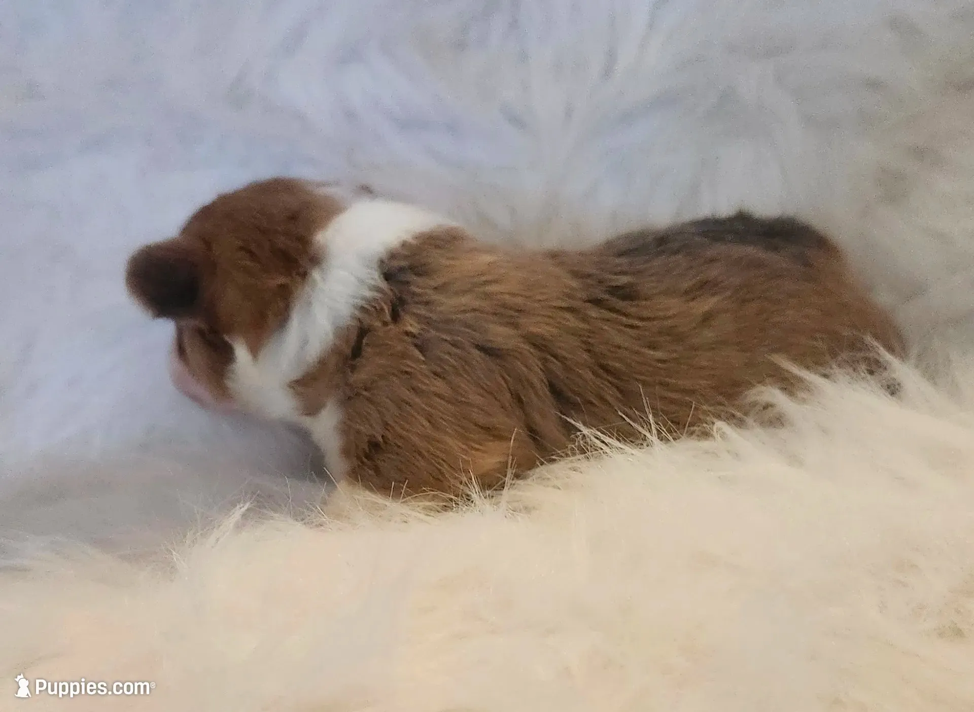 Angel akc, a female Pembroke Welsh Corgi for sale in Hunnewell, MO – 3 of 4