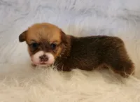 Scrump akc, a female Pembroke Welsh Corgi for sale in Hunnewell, MO – 4 of 5