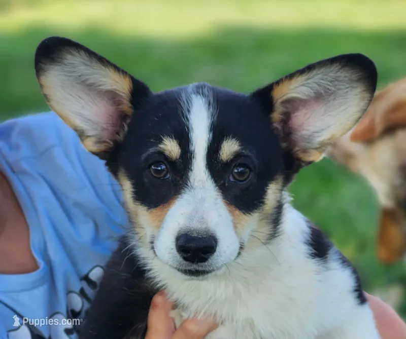 Violet  AKC. Ch. Bloodlines  – Pembroke Welsh Corgi puppy for sale in Hunnewell, MO