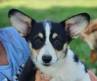Violet  AKC. Ch. Bloodlines , a female Pembroke Welsh Corgi for sale in Hunnewell, MO – 2 of 9