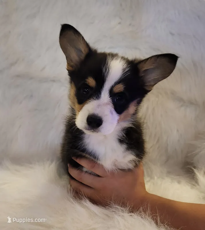 Iris  AKC Ch. Bloodlines  – Pembroke Welsh Corgi puppy for sale in Hunnewell, MO