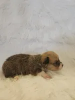 Scrump akc, a female Pembroke Welsh Corgi for sale in Hunnewell, MO – 5 of 5