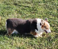 Baby Girl, a female Pembroke Welsh Corgi for sale in Hunnewell, MO – 2 of 3