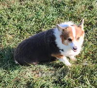 Baby Girl, a female Pembroke Welsh Corgi for sale in Hunnewell, MO – 3 of 3