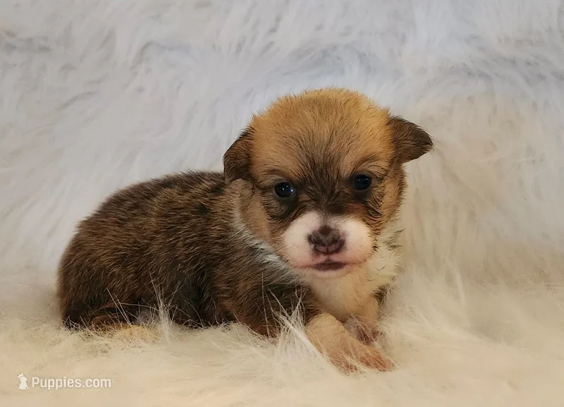Scrump akc – Pembroke Welsh Corgi puppy for sale in Hunnewell, MO