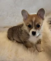 Leo AKC triple clear, a male Pembroke Welsh Corgi for sale in Hunnewell, MO – 3 of 4
