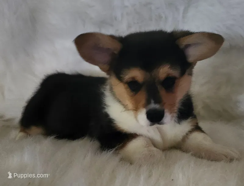 Sage AKC Ch. Bloodlines  – Pembroke Welsh Corgi puppy for sale in Hunnewell, MO
