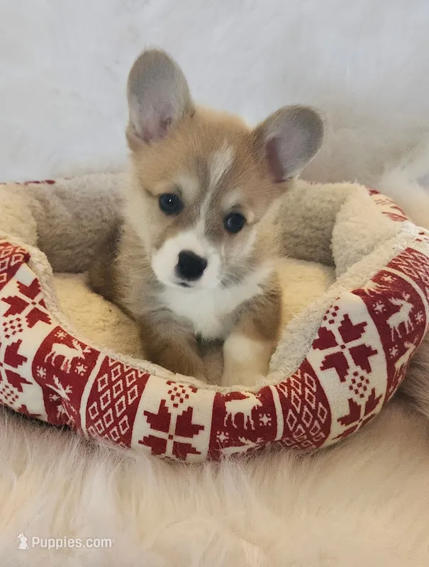 Leo AKC triple clear – Pembroke Welsh Corgi puppy for sale in Hunnewell, MO