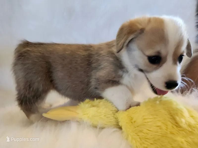 Lilly AKC  Ch. Bloodlines  – Pembroke Welsh Corgi puppy for sale in Hunnewell, MO
