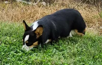 Iris  AKC Ch. Bloodlines 3x clr, a female Pembroke Welsh Corgi for sale in Hunnewell, MO – 2 of 6