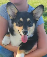 Sky. AKC  Ch. Bloodlines , a female Pembroke Welsh Corgi for sale in Hunnewell, MO – 1 of 6
