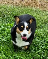 Iris  AKC Ch. Bloodlines 3x clr, a female Pembroke Welsh Corgi for sale in Hunnewell, MO – 3 of 6