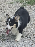 Violet  AKC. Ch. Bloodlines , a female Pembroke Welsh Corgi for sale in Hunnewell, MO – 2 of 10
