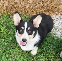 Violet  AKC. Ch. Bloodlines , a female Pembroke Welsh Corgi for sale in Hunnewell, MO – 3 of 10