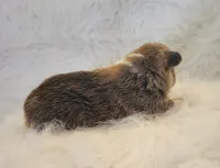 Stitch akc, a male Pembroke Welsh Corgi for sale in Hunnewell, MO – 2 of 4