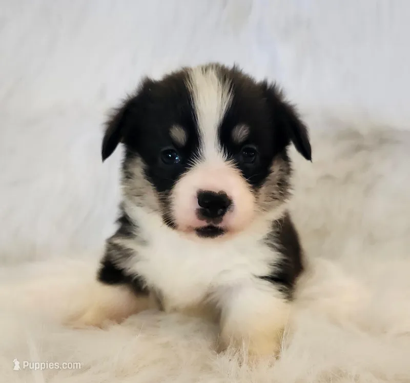 Violet  AKC. Ch. Bloodlines  – Pembroke Welsh Corgi puppy for sale in Hunnewell, MO