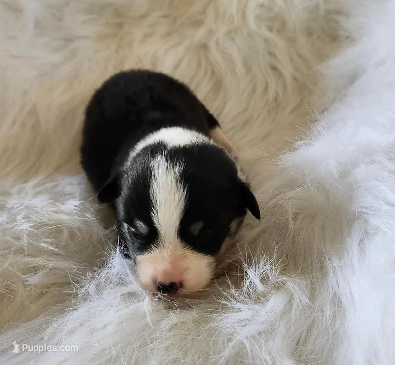 Violet  AKC. Ch. Bloodlines  – Pembroke Welsh Corgi puppy for sale in Hunnewell, MO