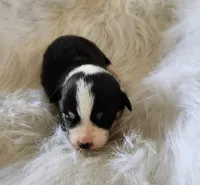 Violet  AKC. Ch. Bloodlines , a female Pembroke Welsh Corgi for sale in Hunnewell, MO – Photo 1 of 2