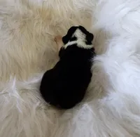 Violet  AKC. Ch. Bloodlines , a female Pembroke Welsh Corgi for sale in Hunnewell, MO – Photo 2 of 2