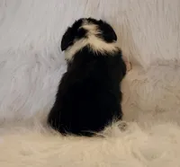 Violet  AKC. Ch. Bloodlines , a female Pembroke Welsh Corgi for sale in Hunnewell, MO – 4 of 6