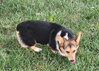 Sage AKC Ch. Bloodlines  4x clr, a male Pembroke Welsh Corgi for sale in Hunnewell, MO – 2 of 9