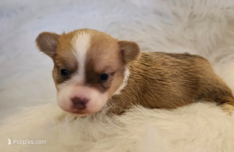 Angel akc – Pembroke Welsh Corgi puppy for sale in Hunnewell, MO