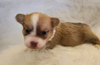 Angel akc, a female Pembroke Welsh Corgi for sale in Hunnewell, MO – 1 of 4