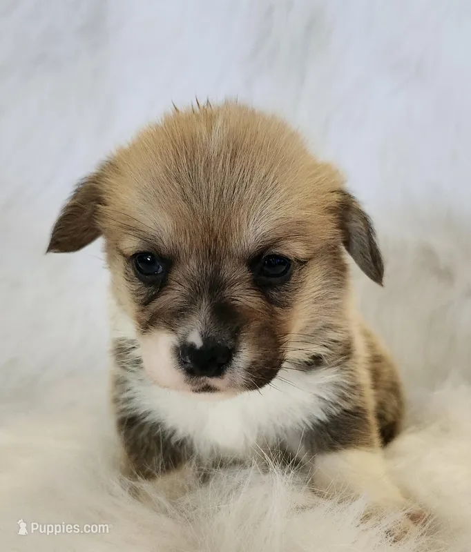 Jack AKC  Ch. Bloodlines  – Pembroke Welsh Corgi puppy for sale in Hunnewell, MO