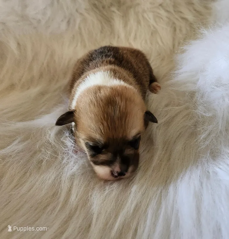 Jack AKC  Ch. Bloodlines  – Pembroke Welsh Corgi puppy for sale in Hunnewell, MO