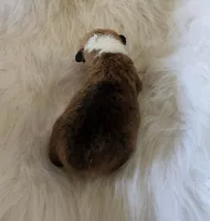 Jack AKC  Ch. Bloodlines , a male Pembroke Welsh Corgi for sale in Hunnewell, MO – Photo 2 of 2