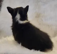 Iris  AKC Ch. Bloodlines , a female Pembroke Welsh Corgi for sale in Hunnewell, MO – 2 of 4