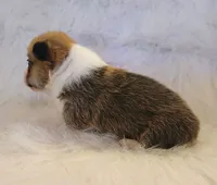 Nani akc, a female Pembroke Welsh Corgi for sale in Hunnewell, MO – 2 of 3
