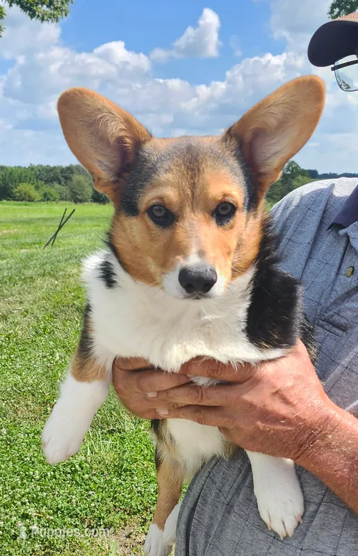 Sage AKC Ch. Bloodlines  – Pembroke Welsh Corgi puppy for sale in Hunnewell, MO
