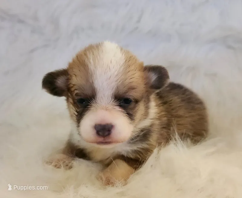 David akc – Pembroke Welsh Corgi puppy for sale in Hunnewell, MO