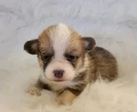 David akc, a male Pembroke Welsh Corgi for sale in Hunnewell, MO – 1 of 4