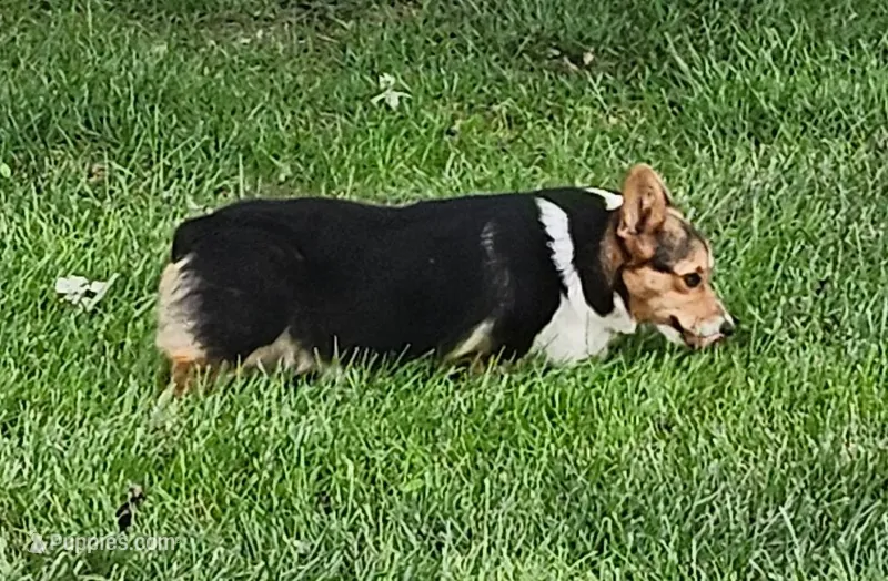 Sage AKC Ch. Bloodlines  3x clr – Pembroke Welsh Corgi puppy for sale in Hunnewell, MO
