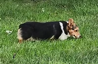 Sage AKC Ch. Bloodlines  4x clr, a male Pembroke Welsh Corgi for sale in Hunnewell, MO – 1 of 9