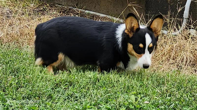 Iris  AKC Ch. Bloodlines 3x clr – Pembroke Welsh Corgi puppy for sale in Hunnewell, MO