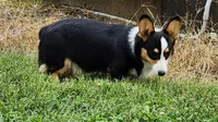 Iris  AKC Ch. Bloodlines 3x clr, a female Pembroke Welsh Corgi for sale in Hunnewell, MO – 1 of 6