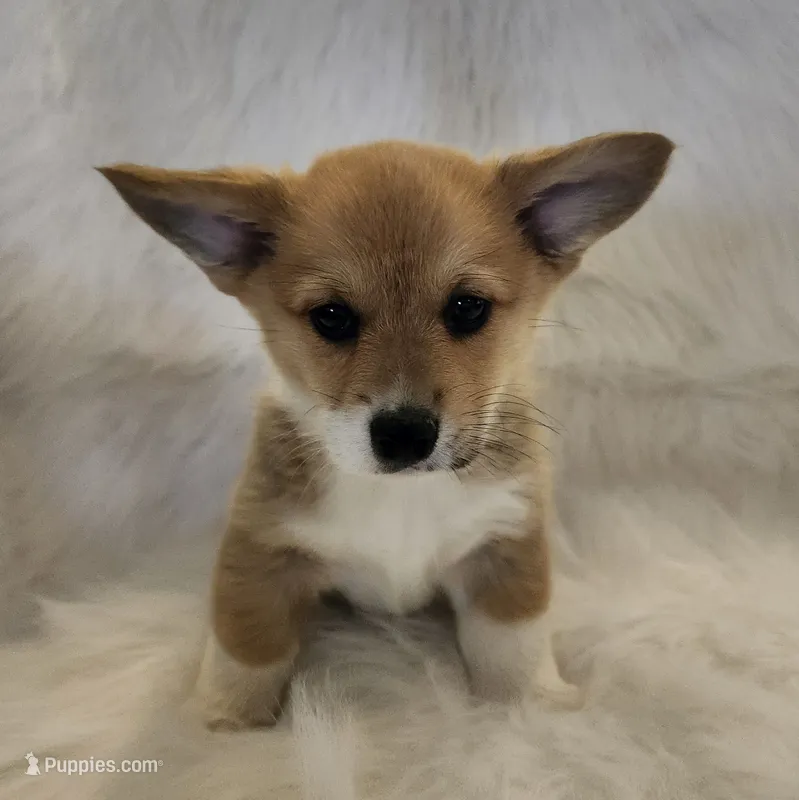 Jack AKC  Ch. Bloodlines  – Pembroke Welsh Corgi puppy for sale in Hunnewell, MO
