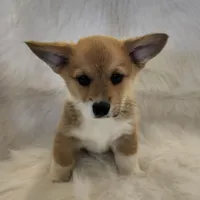 Jack AKC  Ch. Bloodlines , a male Pembroke Welsh Corgi for sale in Hunnewell, MO – 1 of 5