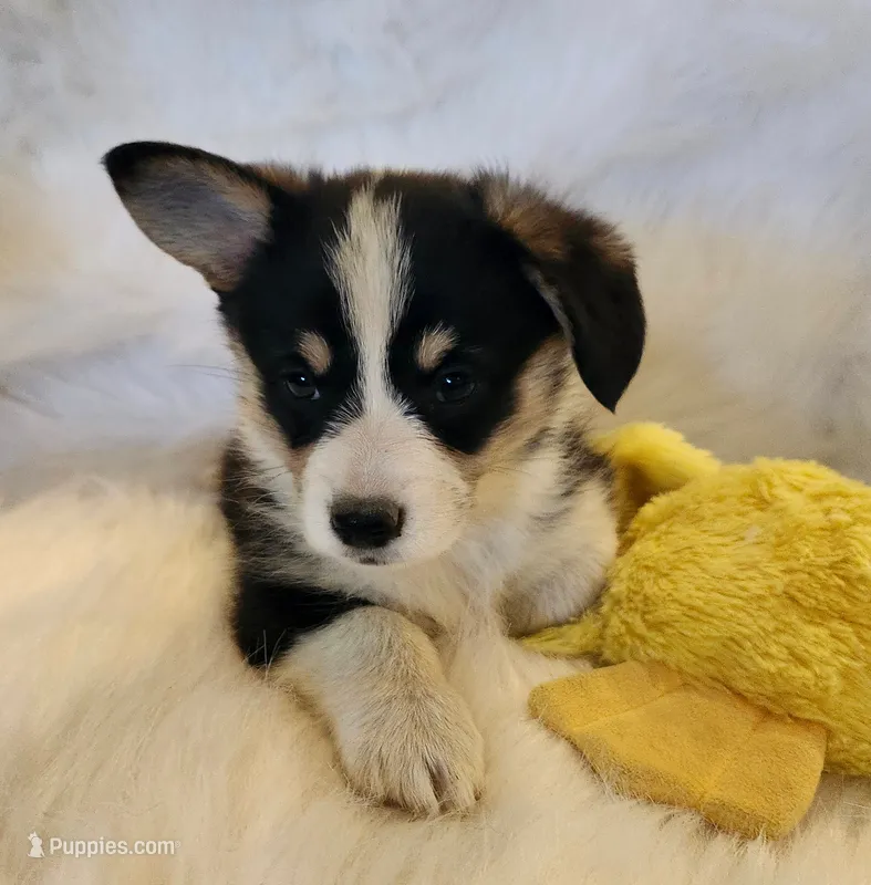 Violet  AKC. Ch. Bloodlines  – Pembroke Welsh Corgi puppy for sale in Hunnewell, MO