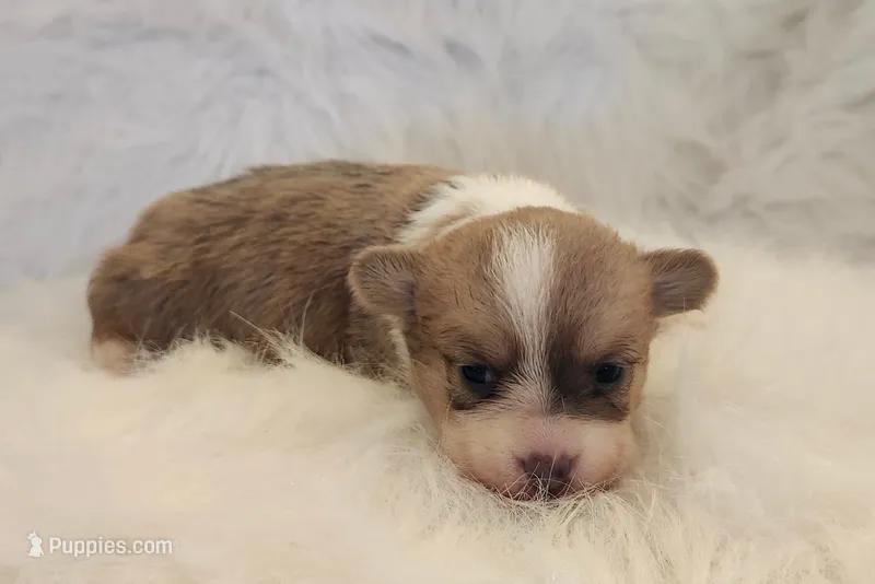 Lilo akc – Pembroke Welsh Corgi puppy for sale in Hunnewell, MO