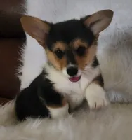 Sage AKC Ch. Bloodlines , a male Pembroke Welsh Corgi for sale in Hunnewell, MO – 2 of 7