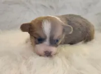 Lilo akc, a female Pembroke Welsh Corgi for sale in Hunnewell, MO – 3 of 5