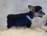 Sage AKC Ch. Bloodlines , a male Pembroke Welsh Corgi for sale in Hunnewell, MO – 2 of 5