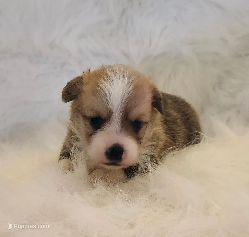 Stitch akc – Pembroke Welsh Corgi puppy for sale in Hunnewell, MO