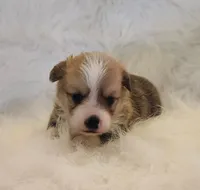 Stitch akc, a male Pembroke Welsh Corgi for sale in Hunnewell, MO – 1 of 4