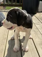 Oreo, a male Perro de Presa Canario for sale in Louisburg, NC – 2 of 4