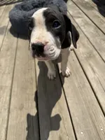 Oreo, a male Perro de Presa Canario for sale in Louisburg, NC – 3 of 4